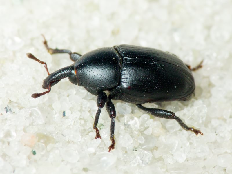 Malvaevora timida (Rossi, 1792)